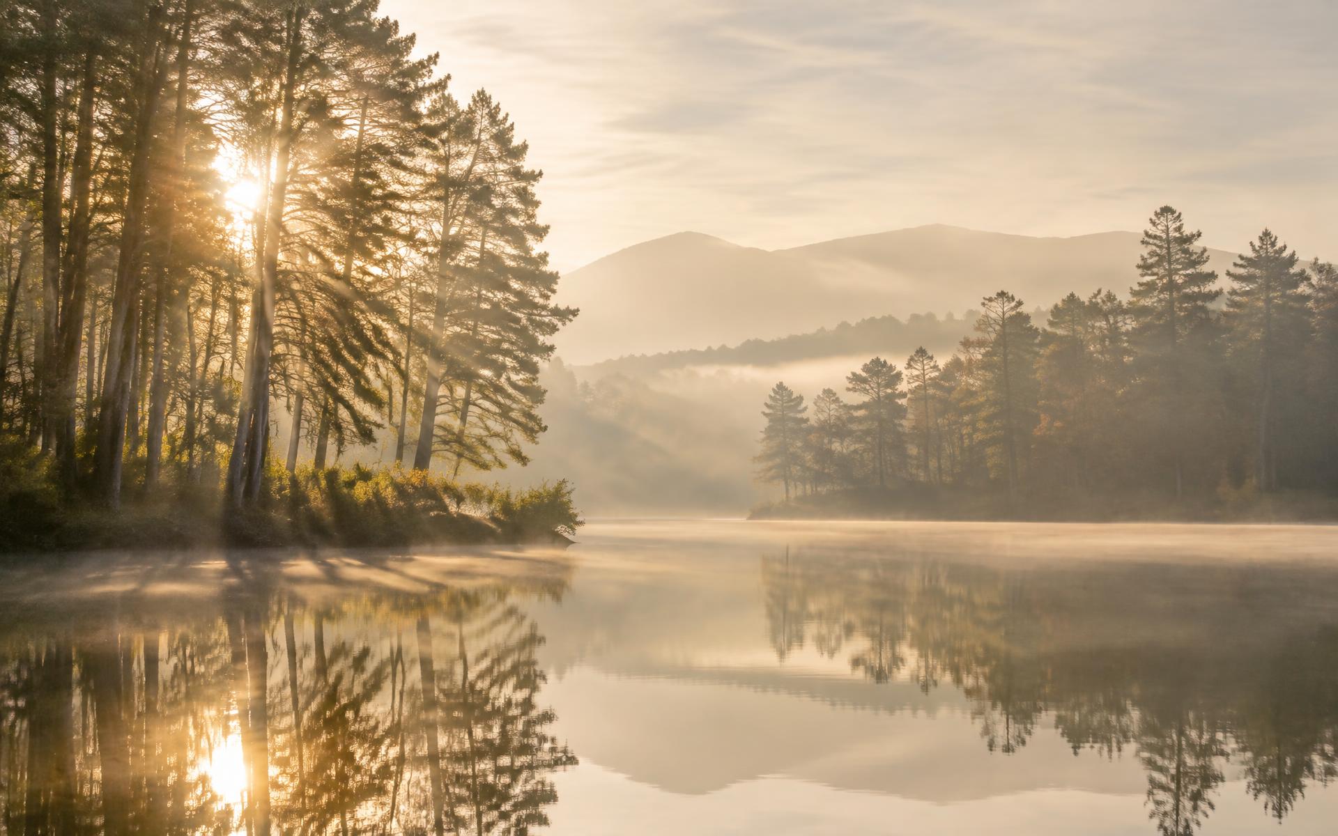 Stiller Morgen am See, Licht fällt durch hohe Bäume